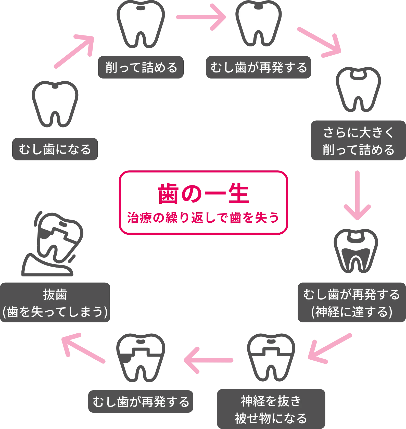 歯の一生