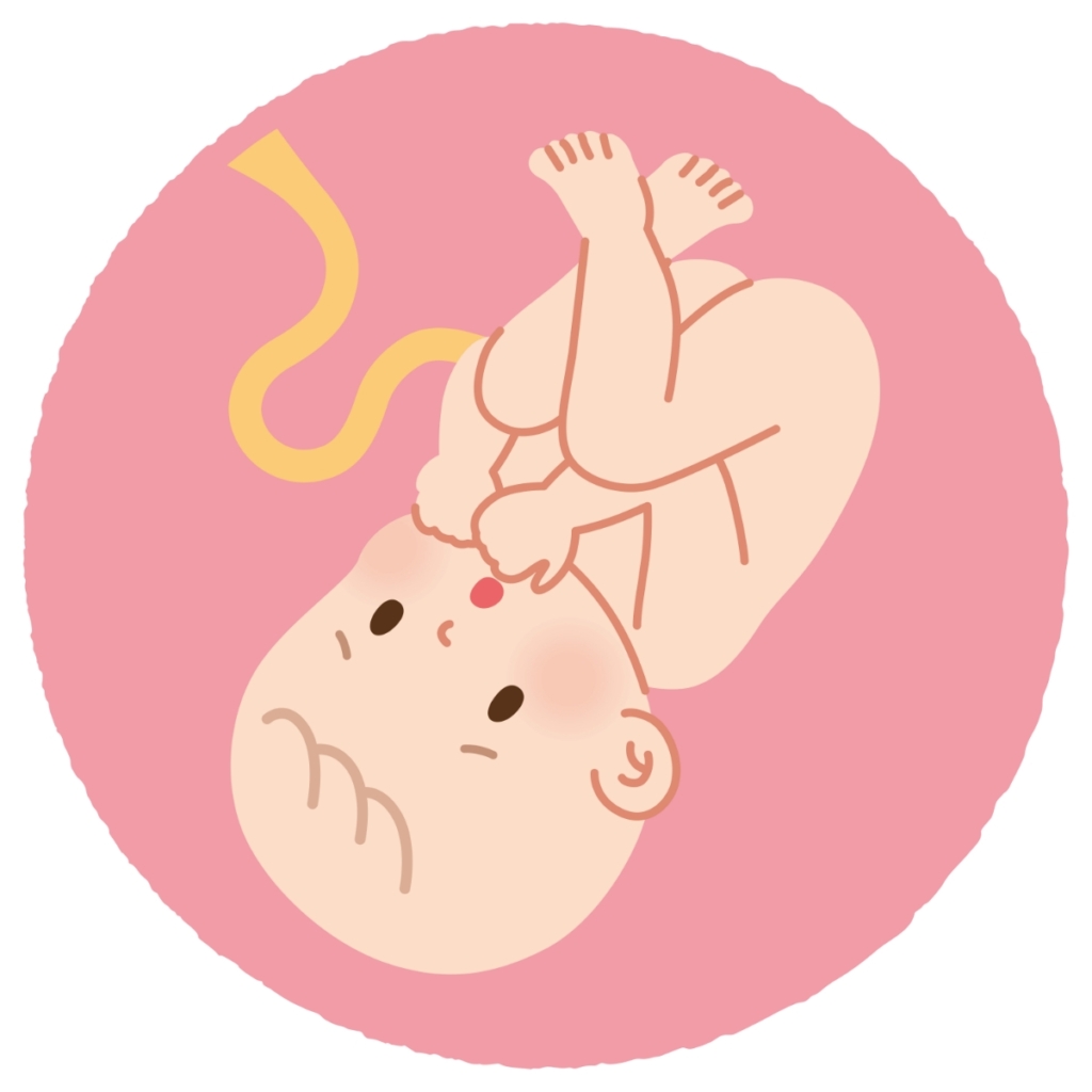 胎児の歯はどうなっているの？